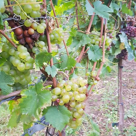 Ferienwohnung Weingut Lahmer August Kretzschau Экстерьер фото