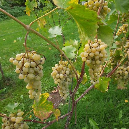 Ferienwohnung Weingut Lahmer August Kretzschau Экстерьер фото