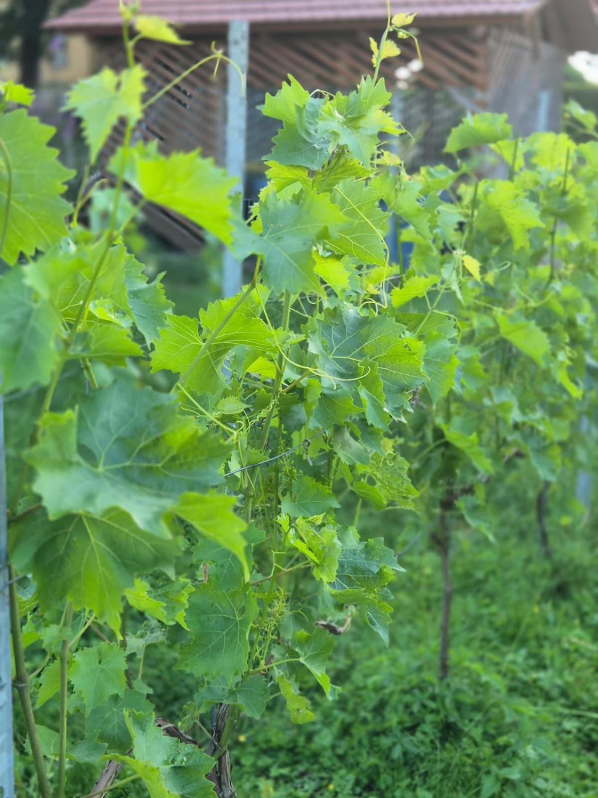Ferienwohnung Weingut Lahmer August Kretzschau Экстерьер фото