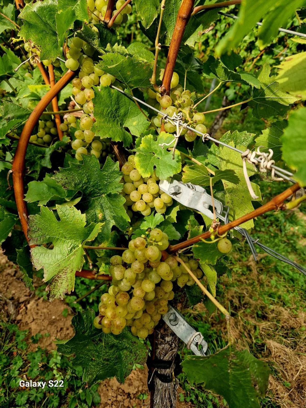 Ferienwohnung Weingut Lahmer August Kretzschau Экстерьер фото