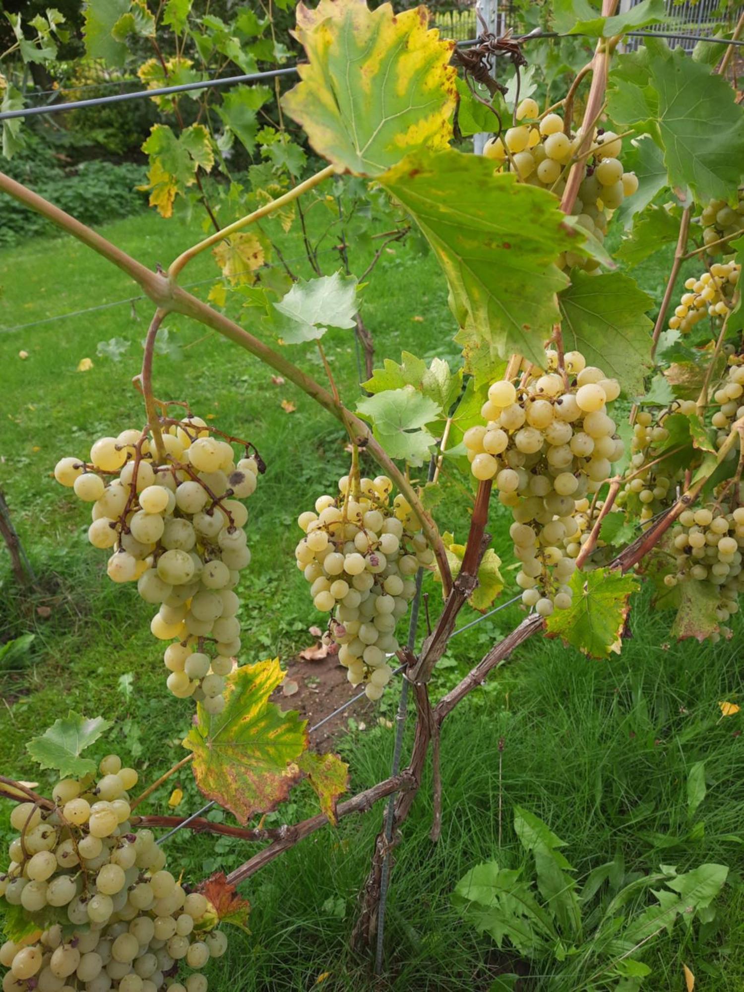 Ferienwohnung Weingut Lahmer August Kretzschau Экстерьер фото